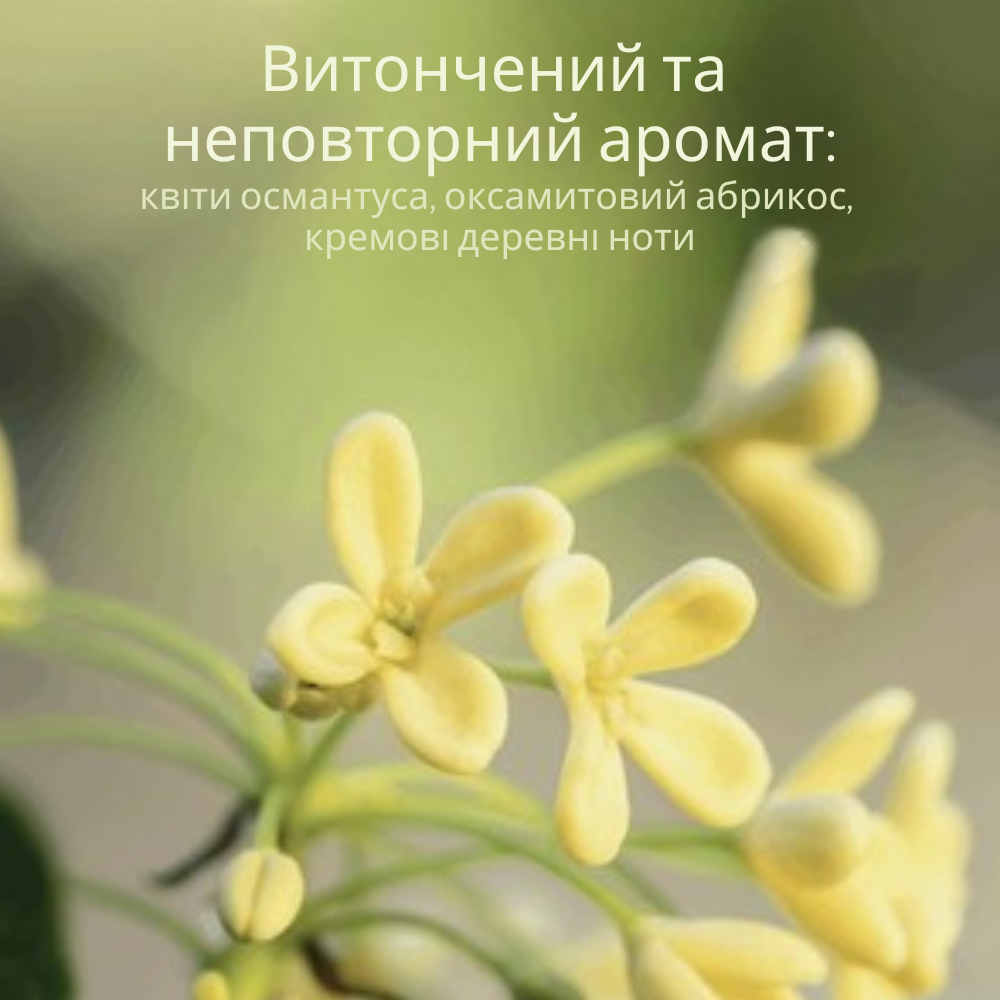 Парфумоване молочко для тіла Османтус