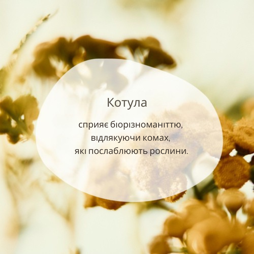 Парфумована вода ЧАРІВНА КОТУЛА Колекція Забуті Квіти
