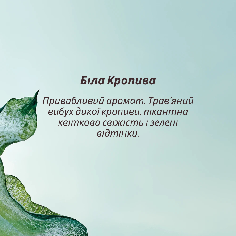 Парфумована вода БІЛА КРОПИВА (HERBAE par L’OCCITANE)