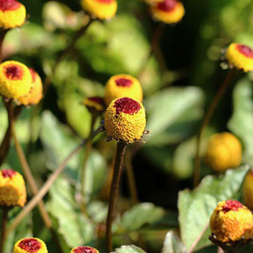 Featured Ingredient - L'Occitane