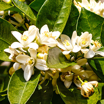 Featured Ingredient - L'Occitane
