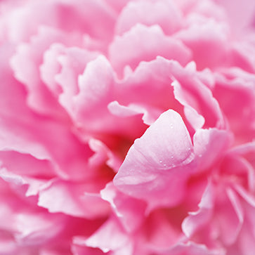 Featured Ingredient - L'Occitane