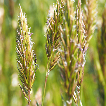  Featured Ingredient - L'Occitane