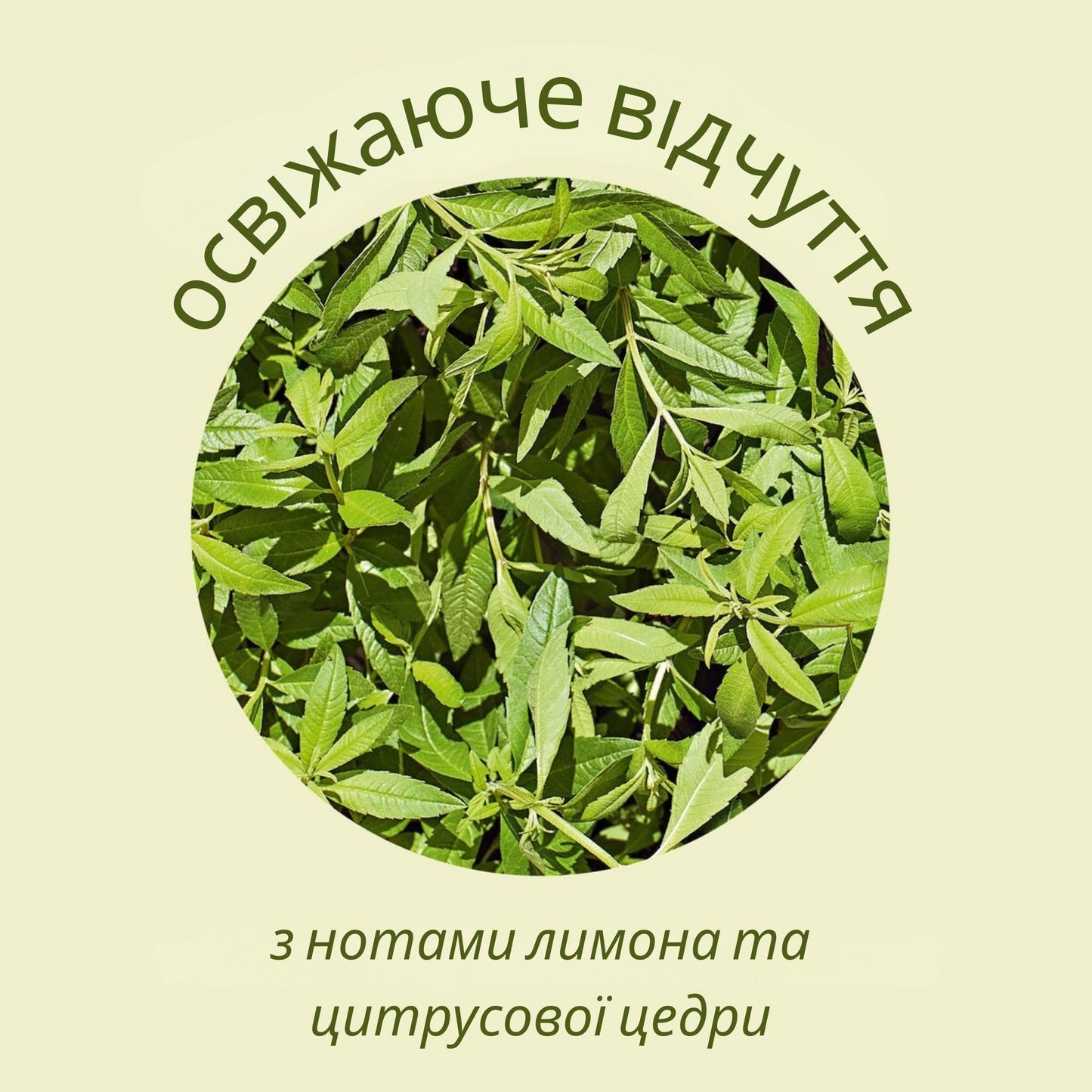 Рідке мило для рук та тіла КАРІТЕ-ВЕРБЕНА (еко-упаковка)